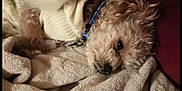 Rylee joined the competition — help win amazing prizes! animal, blanket, canine, cat, cockerspaniel, couch, dog, eskimodog, indoors, interiordesign, kitten, person, pet, poodle, puppy, quilt, sleeping, terrier, towel, whitedog