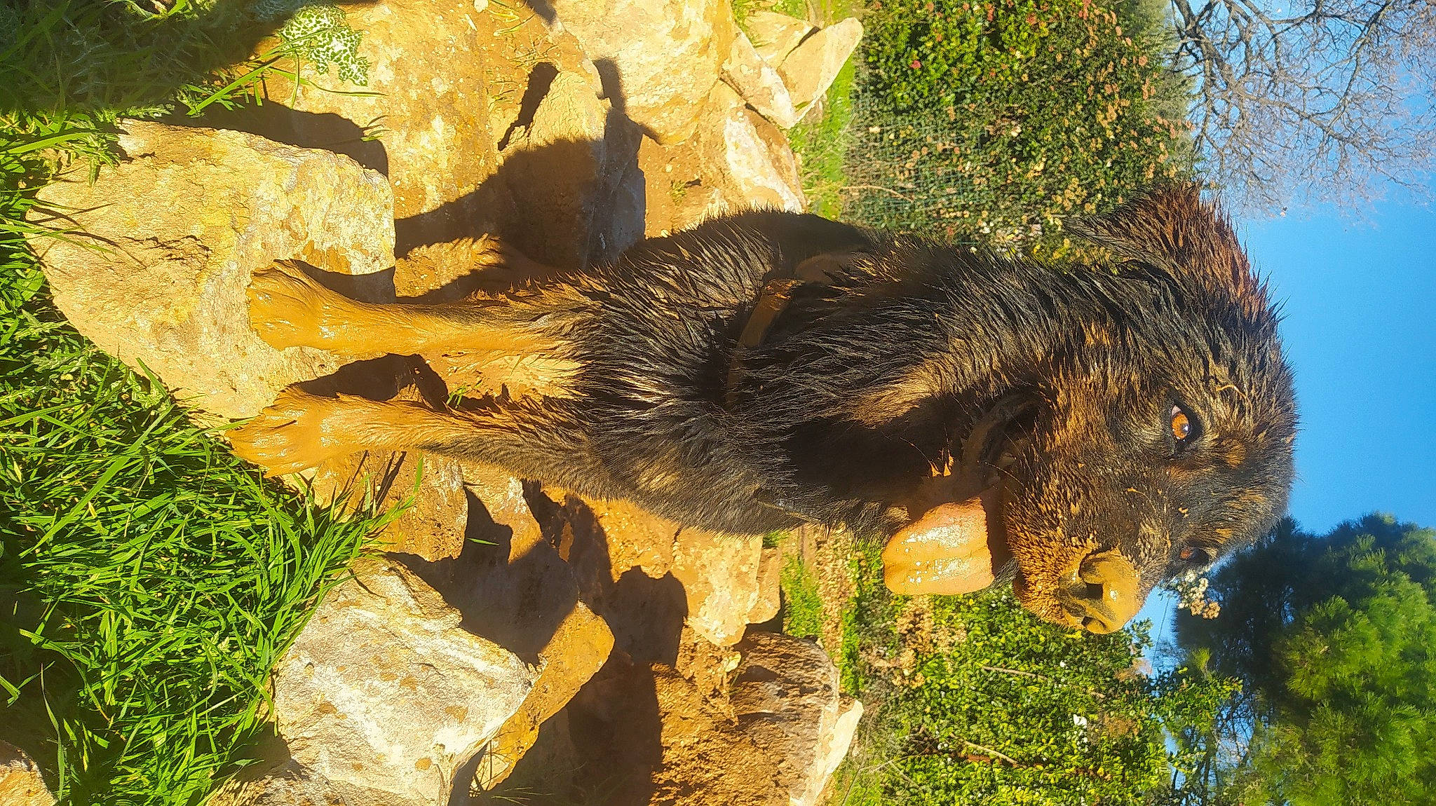 Ozzy participe au concours pour gagner de l'argent avec cette photo : bedrock, canidae, carnivore, felidae, fur, grass, organism, outcrop, plant, rock, shadow, sky, snout, soil, sporting_group, tail, terrestrial_animal, tree, trunk, wood