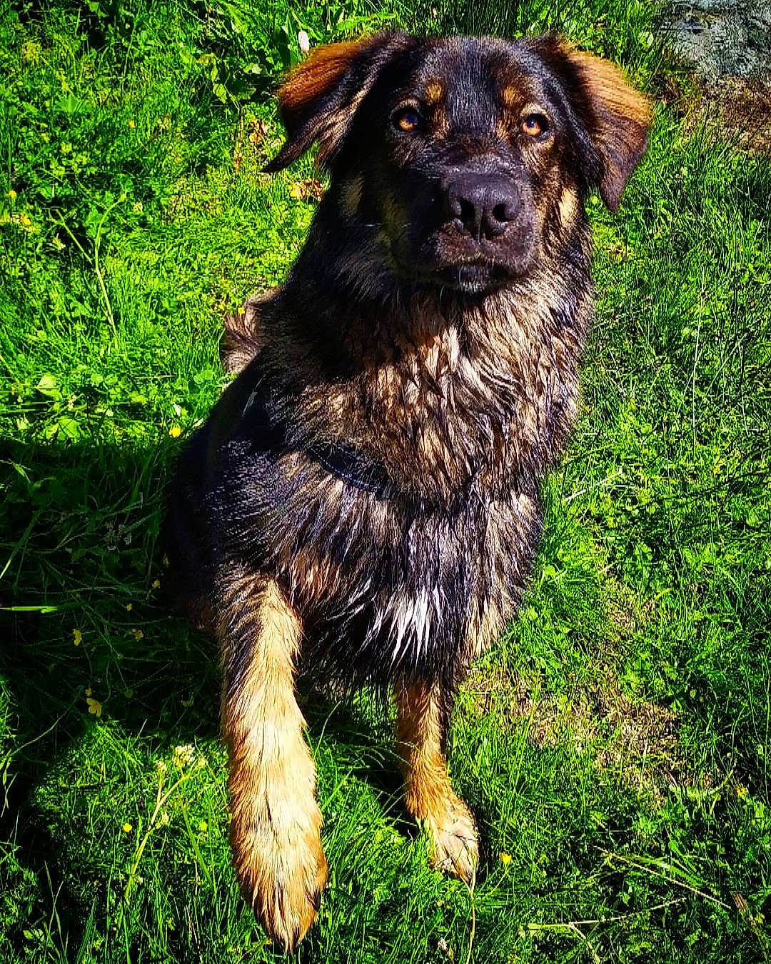 Ozzy participe au concours pour gagner de l'argent avec cette photo : canidae, carnivore, companion_dog, dog, dog_breed, fur, grass, hat, hunting_dog, liver, plant, snout, soil, sporting_group, tail, terrestrial_animal, working_animal, working_dog, working_terrier