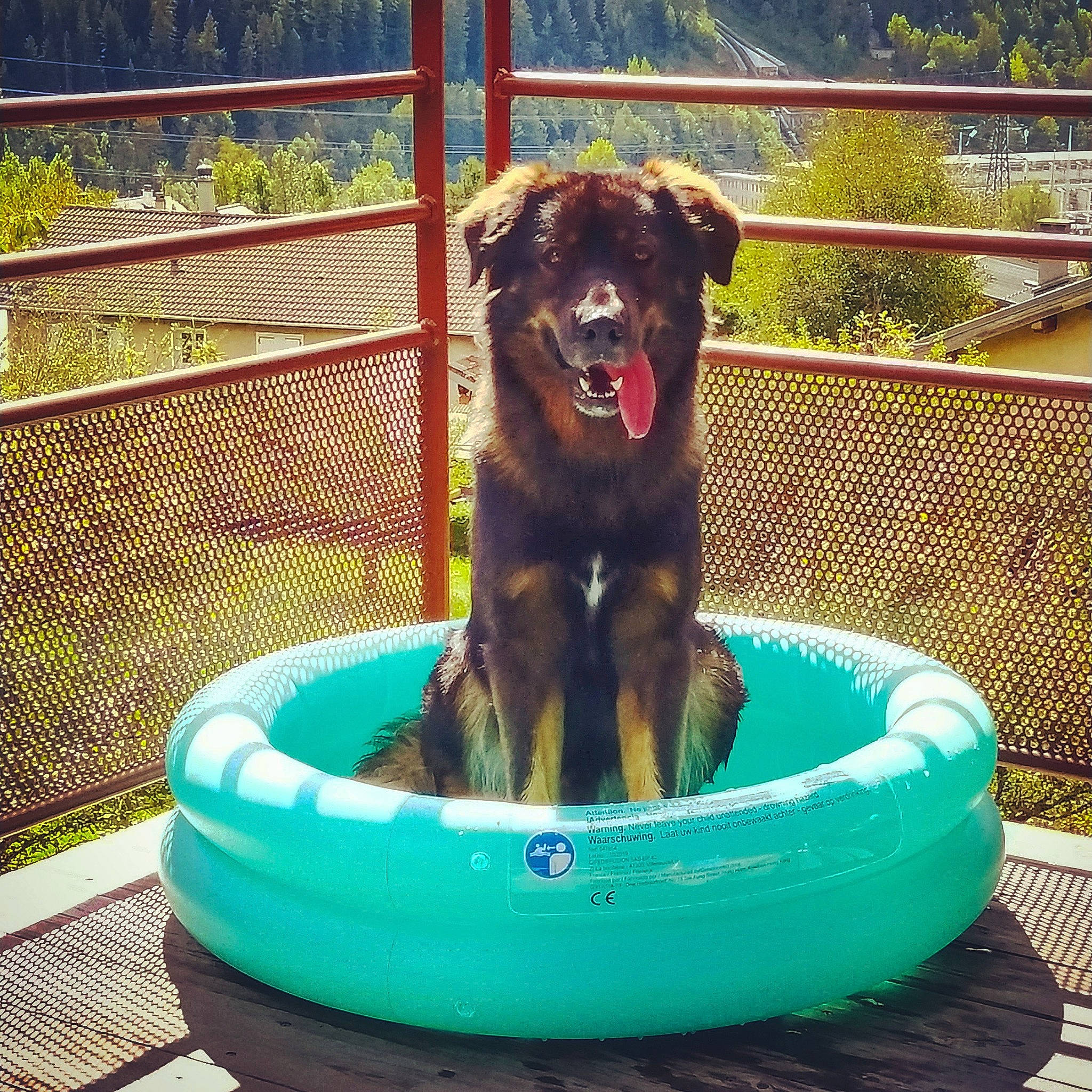 Ozzy a rejoint le concours — aidez-le/la à gagner de superbes lots ! canidae, carnivore, companion_dog, dog, dog_breed, dog_sports, dog_supply, fence, fun, leisure, liver, mesh, pet_supply, plant, recreation, snout, sporting_group, water, working_animal, working_dog