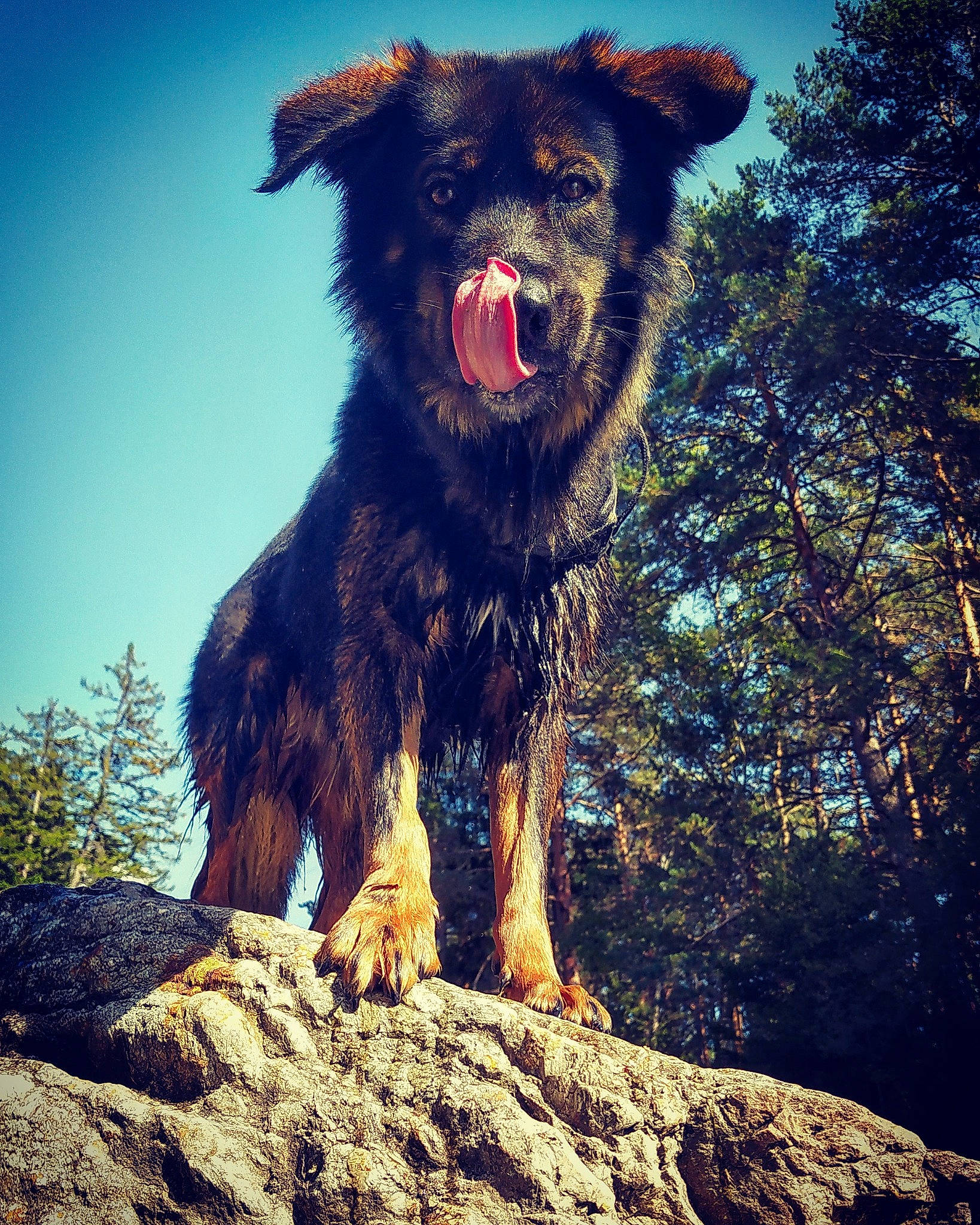 Ozzy a rejoint le concours — aidez-le/la à gagner de superbes lots ! carnivore, cloud, companion_dog, dog, dog_breed, fawn, fur, happy, light, liver, natural_landscape, plant, sky, snout, sporting_group, terrestrial_animal, tree, trunk, wilderness, working_animal