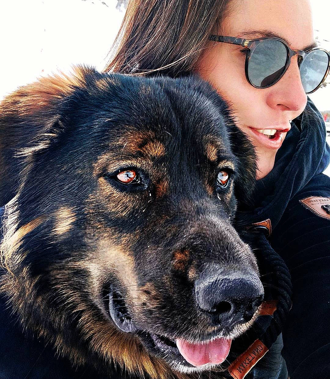 Ozzy a rejoint le concours — aidez-le/la à gagner de superbes lots ! canidae, carnivore, companion_dog, dog, dog_breed, eyewear, fawn, fur, giant_dog_breed, glasses, goggles, guard_dog, happy, head, selfie, snout, sporting_group, sunglasses, vision_care, working_dog