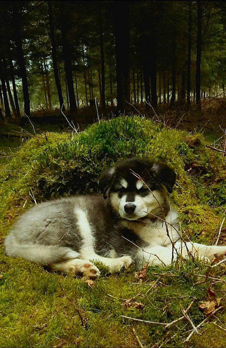 Yuji participe au concours pour gagner de l'argent avec cette photo : art, canidae, carnivore, companion_dog, dog, dog_breed, fawn, forest, grass, natural_landscape, plant, sled_dog, snout, sporting_group, terrestrial_animal, tree, wildlife, wood, woodland, working_animal