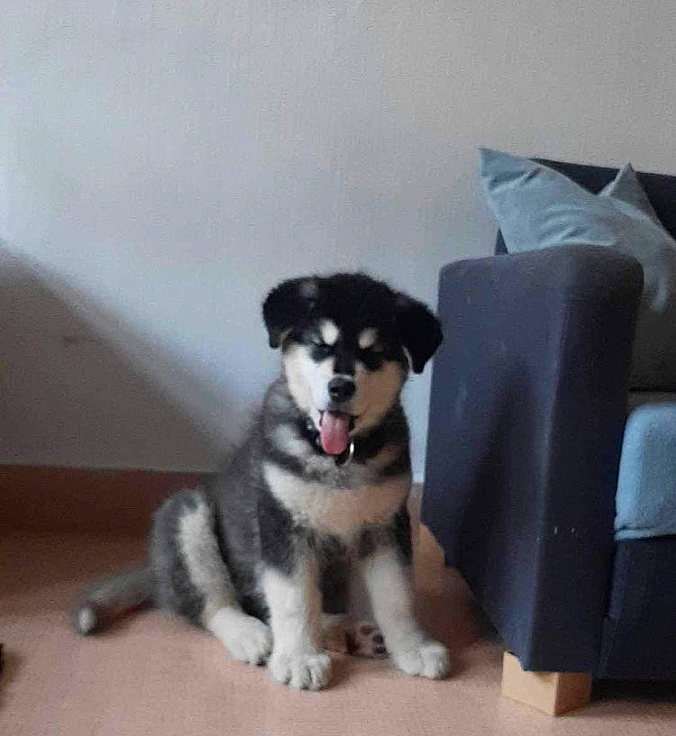 Yuji participe au concours pour gagner de l'argent avec cette photo : canidae, carnivore, companion_dog, couch, dog, dog_breed, dog_supply, flooring, fur, non_sporting_group, paw, sleeper_chair, terrestrial_animal, toy_dog, working_animal, working_dog