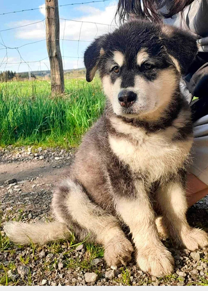 Yuji a rejoint le concours — aidez-le/la à gagner de superbes lots ! canidae, canis, carnivore, cloud, companion_dog, dog, dog_breed, fawn, fur, grass, herding_dog, plant, siberian_husky, sky, sled_dog, sporting_group, terrestrial_animal, tree, working_animal, working_dog