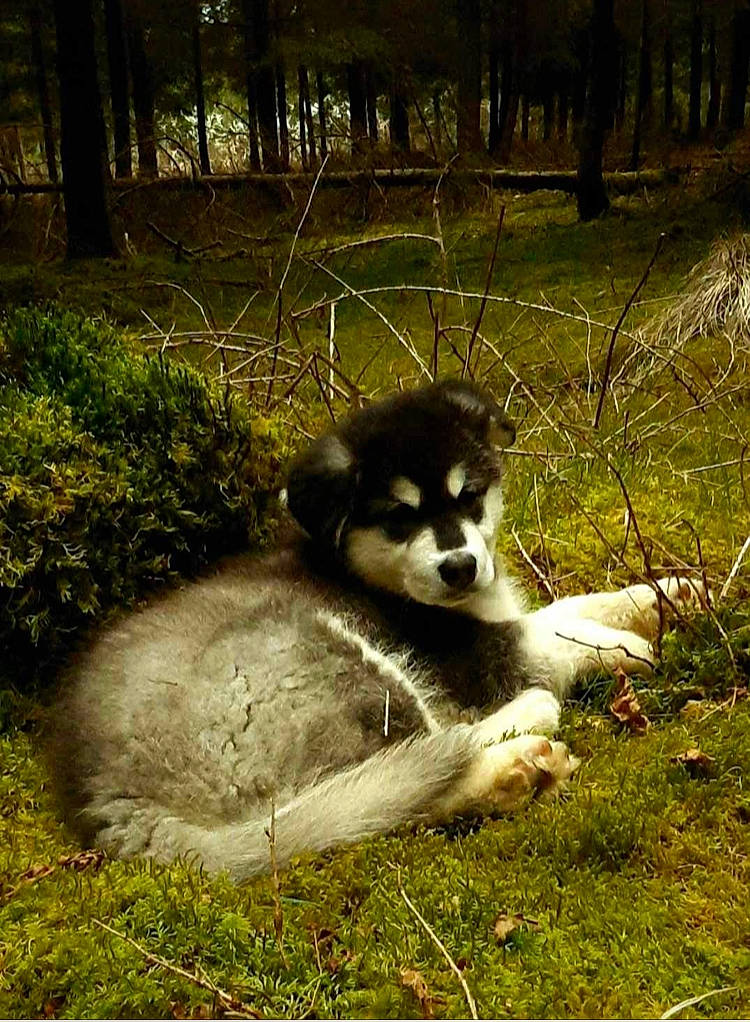 Yuji participe au concours pour gagner de l'argent avec cette photo : art, carnivore, companion_dog, dog, dog_breed, forest, fur, grass, jungle, lemur, natural_landscape, photo_caption, plant, soil, sporting_group, terrestrial_animal, terrestrial_plant, tree, wildlife, woodland