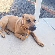 Goldie is registered to the contest to win money with this photo: dog, tan_dog, pet, chew_stick, outdoor, patio, concrete, fence, mulch, collar, animal, canine, resting, lying_down, looking, side_eye, backyard, sunlight, daytime, domestic