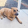 dog, tan_dog, pet, chew_stick, outdoor, patio, concrete, fence, mulch, collar, animal, canine, resting, lying_down, looking, side_eye, backyard, sunlight, daytime, domestic