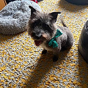 Archie is registered to the contest to win money with this photo: animal, bow, carpet, cozy, cute, dog, domestic_animal, floor, fur, furniture, happy, home_interior, indoor, leather_ottoman, looking_up, pet, pet_bed, playful, room, small_dog