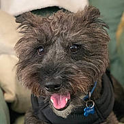 Archie joined the competition — help win amazing prizes! dog, pet, canine, fur, tongue_out, happy, collar, tag, black_jacket, indoor, cushion, sofa, close_up, portrait, animal, brown_fur, furry, cute, domestic, companion