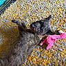 black_fur, brown_fur, collar, cozy, dog, flamingo_toy, furry, gray_fur, home, indoor, lying_down, pet, pet_bed, playing, plush_toy, puppy, rug, scruffy_dog, tag, water_bowl