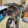 Archie joined the competition — help win amazing prizes! bow_tie, brown_fur, canine, close_up, collar, display_cabinet, dog, dog_bed, dog_crate, dog_tag, fan, indoors, living_room, patterned_rug, pet_photography, plush_toy, portrait, scruffy_fur, sitting, white_chest