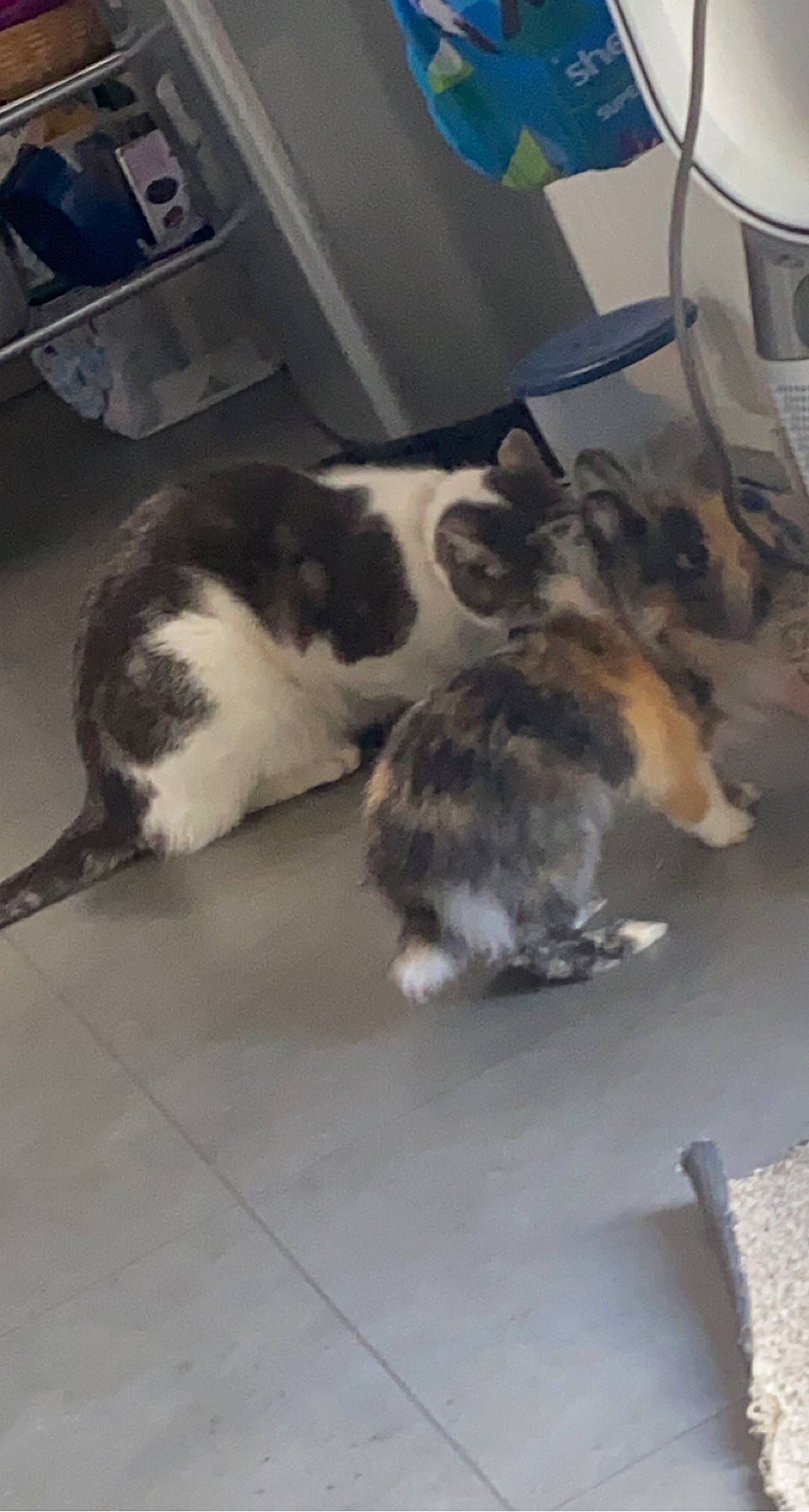 Milou participe au concours pour gagner de l'argent avec cette photo : canidae, carnivore, cat, claw, comfort, companion_dog, dog_breed, domestic_short_haired_cat, felidae, floor, flooring, fur, hardwood, paw, small_to_medium_sized_cats, snout, sporting_group, tail, whiskers, wood