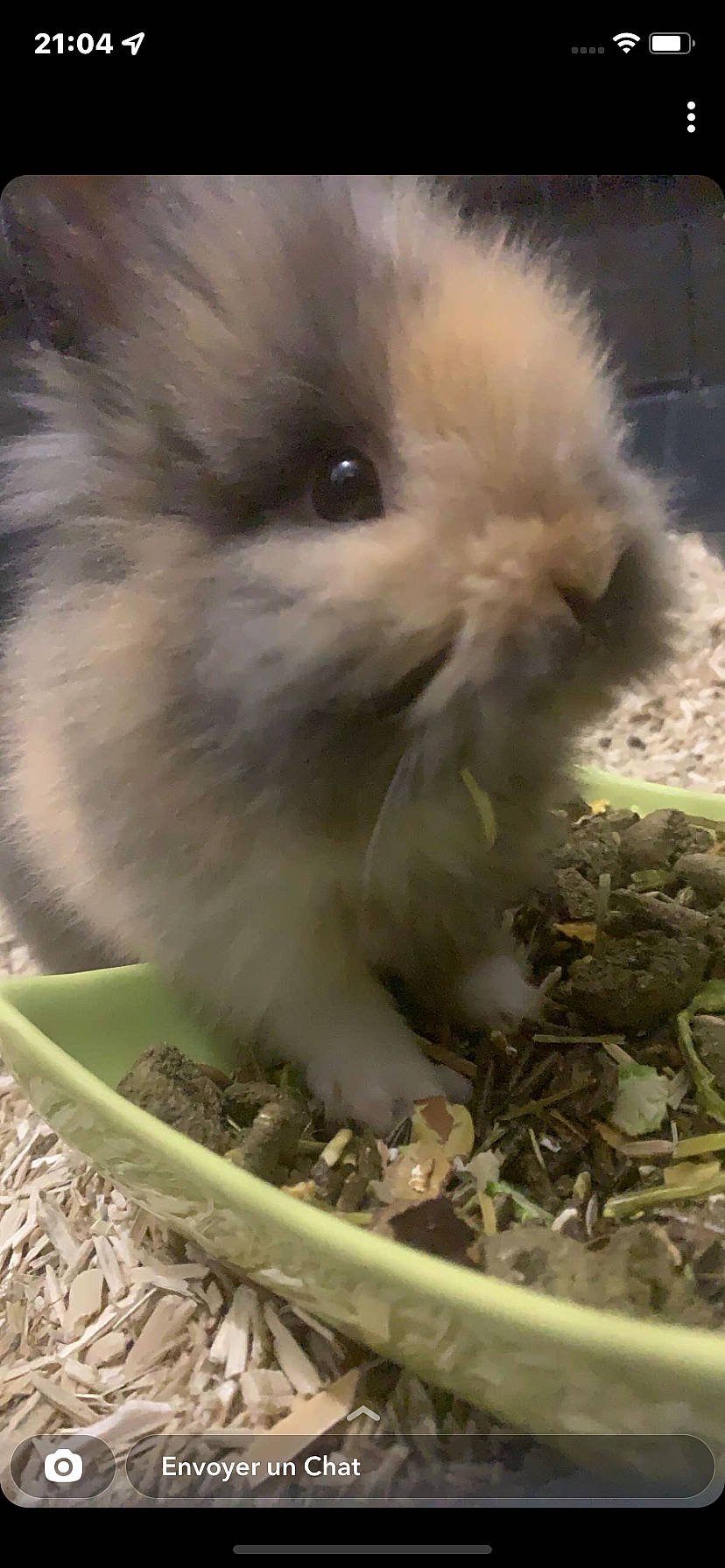 Milou a rejoint le concours — aidez-le/la à gagner de superbes lots ! angora_rabbit, domestic_rabbit, fawn, fur, grass, hare, photo_caption, poultry, rabbit, rabbits_and_hares, soil, terrestrial_animal, whiskers, wildlife