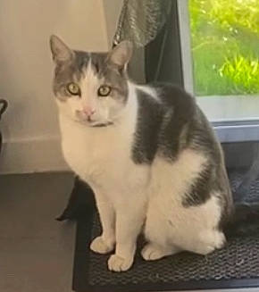 Milou a rejoint le concours — aidez-le/la à gagner de superbes lots ! carnivore, cat, domestic_short_haired_cat, felidae, fur, paw, photo_caption, plant, sitting, small_to_medium_sized_cats, snout, tail, terrestrial_animal, whiskers, window, windshield