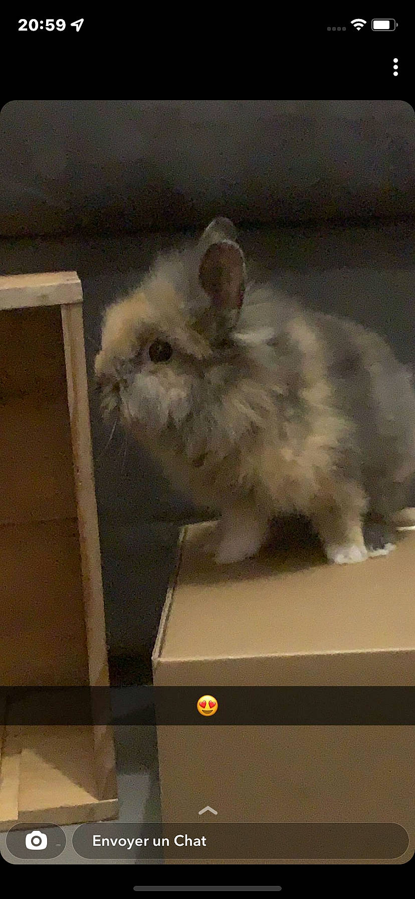 Milou participe au concours pour gagner de l'argent avec cette photo : angora_rabbit, domestic_rabbit, ear, event, fawn, fur, gas, hare, natural_material, rabbit, rabbits_and_hares, snout, tail, terrestrial_animal, whiskers