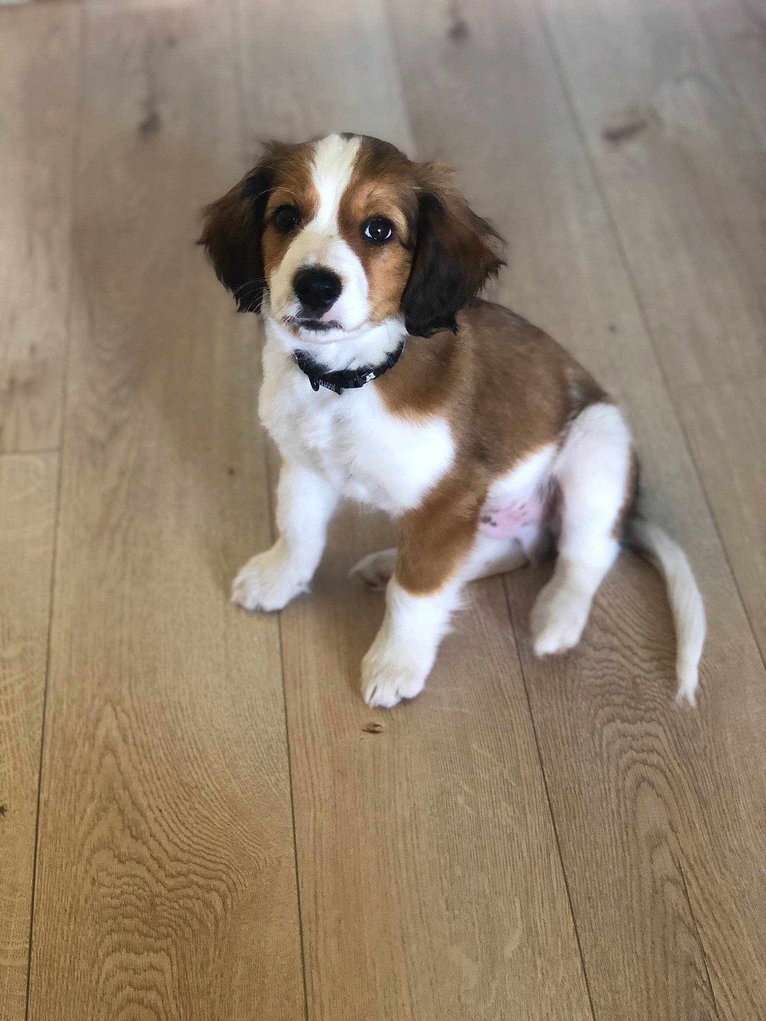 Roméo participe au concours pour gagner de l'argent avec cette photo : beaglier, canidae, carnivore, companion_dog, dog, dog_breed, drentse_patrijshond, fawn, kooikerhondje, mammal, moscow_watchdog, puppy, rafeiro_do_alentejo, rare_breed_dog, spaniel, sporting_group, st_bernard, vertebrate, welsh_springer_spaniel