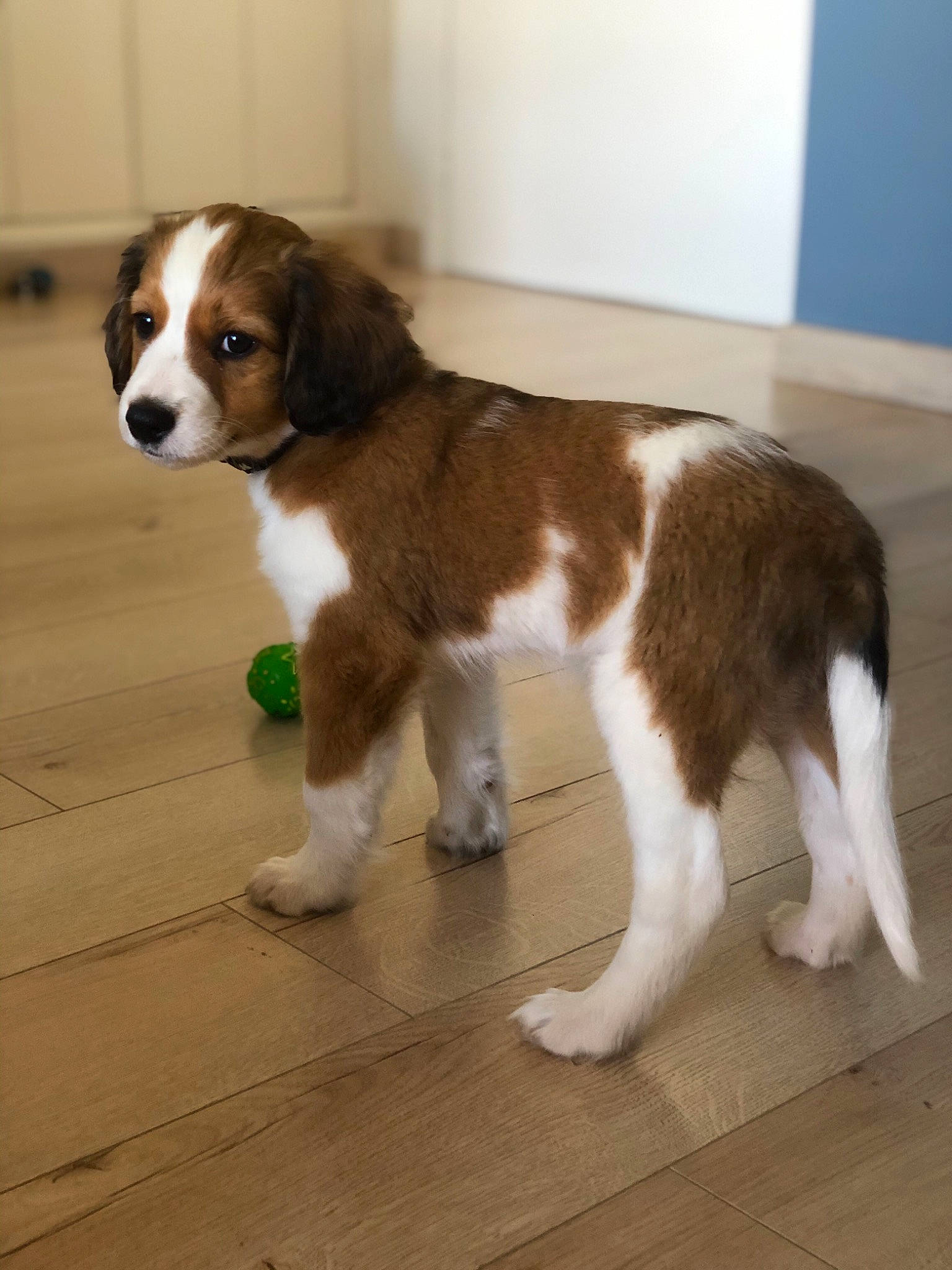 Roméo participe au concours pour gagner de l'argent avec cette photo : canidae, carnivore, companion_dog, dog, dog_breed, drentse_patrijshond, fawn, irish_red_and_white_setter, kooikerhondje, kromfohrlander, mammal, miniature_australian_shepherd, moscow_watchdog, puppy, rare_breed_dog, spaniel, sporting_group, st_bernard, vertebrate, welsh_springer_spaniel