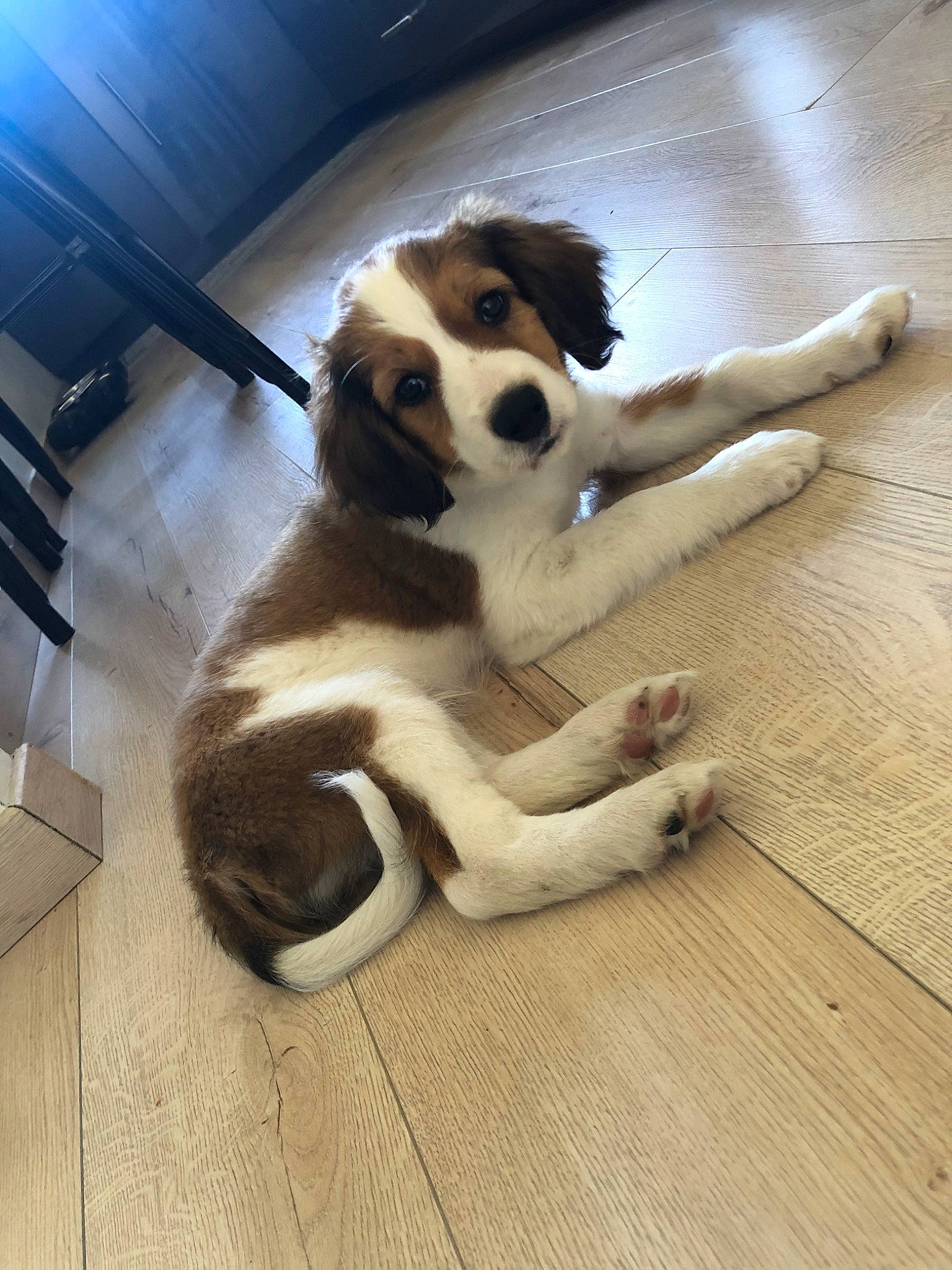 Roméo participe au concours pour gagner de l'argent avec cette photo : canidae, carnivore, companion_dog, dog, dog_breed, floor, flooring, kooikerhondje, kromfohrlander, mammal, moscow_watchdog, mucuchies, paw, puppy, puppy_love, snout, sporting_group, st_bernard, tornjak, vertebrate