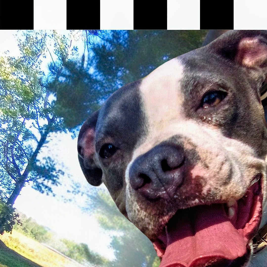 Zilley Danielle is registered to the contest to win money with this photo: animal, canine, dog, face, grass, grove, head, land, nature, outdoors, park, person, pet, photography, plant, portrait, puppy, tree, vegetation, woodland