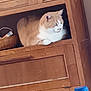 animal, blue_cap, bottle, cat, cozy, curious, domestic_cat, fur, furniture, household, indoor, orange_and_white, orange_cat, pet, relaxed, resting, shelf, side_view, white_cat, wooden_cabinet