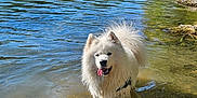 Tao a rejoint le concours — aidez-le/la à gagner de superbes lots ! animal, canine, daytime, dog, forest, fur, happy, nature, outdoor, pet, playful, reflection, river, summer, sunlight, tongue_out, trees, water, wet, white_dog