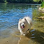 Tao a rejoint le concours — aidez-le/la à gagner de superbes lots ! dog, white_dog, water, river, nature, outdoor, animal, fur, tongue_out, happy, sunlight, trees, reflection, wet, canine, summer, playful, pet, forest, daytime