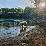 Tao a rejoint le concours — aidez-le/la à gagner de superbes lots ! dog, river, water, rocks, trees, sunlight, nature, outdoor, sky, reflection, forest, daytime, animal, pet, canine, shallow_water, sunflare, tree_branch, landscape, shore