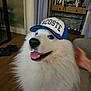 animal, canine, cap, curtain, decor, dog, fluffy, furniture, hand, happy, hat, indoor, lacoste, pet, shoes, smiling, table, tongue_out, white_dog, wooden_floor