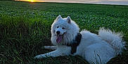 Tao a rejoint le concours — aidez-le/la à gagner de superbes lots ! dog, white_dog, samoyed, grass, field, sunset, sky, clouds, outdoor, nature, animal, pet, happy, tongue_out, fur, canine, lying_down, greenery, harness, scenic