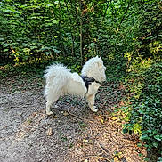 Tao a rejoint le concours — aidez-le/la à gagner de superbes lots ! alert, animal, bark, canine, dog, fluffy, forest, greenery, ground, leaves, nature, outdoor, path, security_harness, shadows, sunlight, trees, walking, white_dog, woods