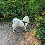 alert, animal, bark, canine, dog, fluffy, forest, greenery, ground, leaves, nature, outdoor, path, security_harness, shadows, sunlight, trees, walking, white_dog, woods