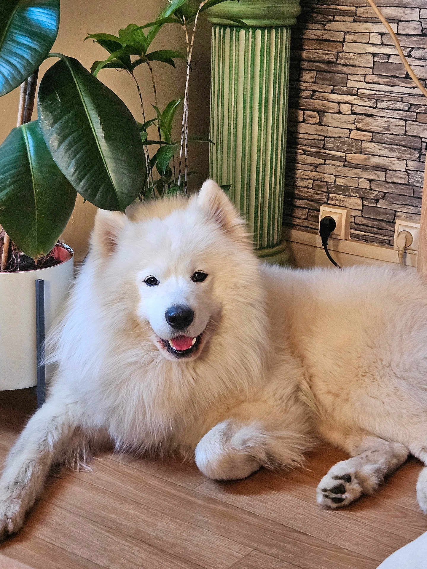 Tao a rejoint le concours — aidez-le/la à gagner de superbes lots ! dog, samoyed, fluffy, white, smiling, indoor, floor, plant, potted_plant, green, decor, column, wooden_floor, pet, animal, relaxed, happy, fur, canine, cute