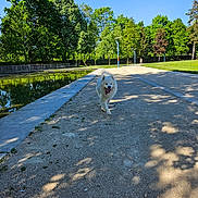 Tao participe au concours pour gagner de l'argent avec cette photo : dog, white_dog, park, gravel_path, pond, trees, greenery, sunlight, outdoor, nature, summer, happy, tongue_out, walking, canine, daytime, blue_sky, shadows, lamp_post, recreation
