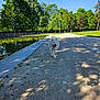 dog, white_dog, park, gravel_path, pond, trees, greenery, sunlight, outdoor, nature, summer, happy, tongue_out, walking, canine, daytime, blue_sky, shadows, lamp_post, recreation