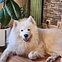 dog, samoyed, fluffy, white, smiling, indoor, floor, plant, potted_plant, green, decor, column, wooden_floor, pet, animal, relaxed, happy, fur, canine, cute