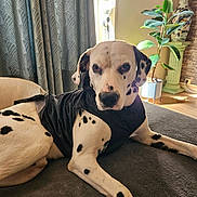 Mismous participe au concours pour gagner de l'argent avec cette photo : dalmatian, dog, pet, indoor, black_vest, curtains, blanket, plant, vase, window, sunlight, floor, relaxed, animal, spotted, lying_down, coat, portrait, furniture, home