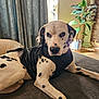 dalmatian, dog, pet, indoor, black_vest, curtains, blanket, plant, vase, window, sunlight, floor, relaxed, animal, spotted, lying_down, coat, portrait, furniture, home