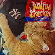 Rizzo is registered to the contest to win money with this photo: animal_crackers, baseball_cap, casual, cat, close_up, cozy, domestic_cat, food_packaging, fur, hat, indoor, orange_cat, orange_fur, paw, pet, relaxed, resting, sleeping_cat, snack, snack_bag