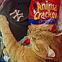 cat, orange_cat, animal_crackers, snack_bag, baseball_cap, paw, fur, relaxed, indoor, pet, orange_fur, snack, food_packaging, sleeping_cat, close_up, domestic_cat, hat, resting, cozy, casual