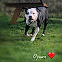 Opium participe au concours pour gagner de l'argent avec cette photo : american_bulldog, american_pit_bull_terrier, american_staffordshire_terrier, australian_bulldog, bull_and_terrier, bulldog, bully_kutta, canidae, carnivore, companion_dog, dog, dog_breed, grass, mammal, non_sporting_group, pit_bull, rare_breed_dog, snout, staffordshire_bull_terrier, vertebrate
