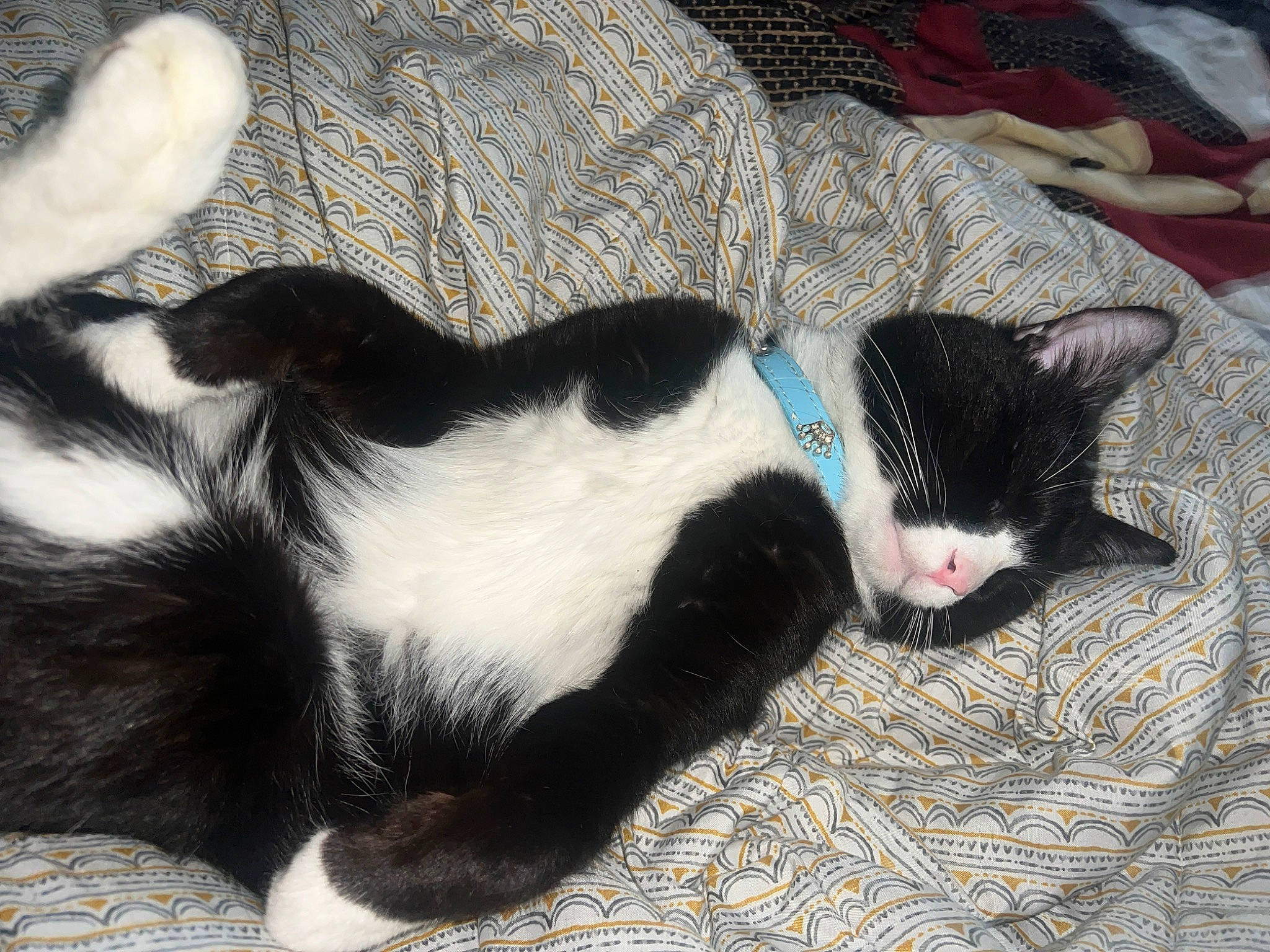 Benito is registered to the contest to win money with this photo: carnivore, cat, claw, comfort, dog_breed, domestic_short_haired_cat, felidae, foot, fur, grass, human_leg, mammal, nap, paw, small_to_medium_sized_cats, snout, tail, terrestrial_animal, vertebrate, whiskers