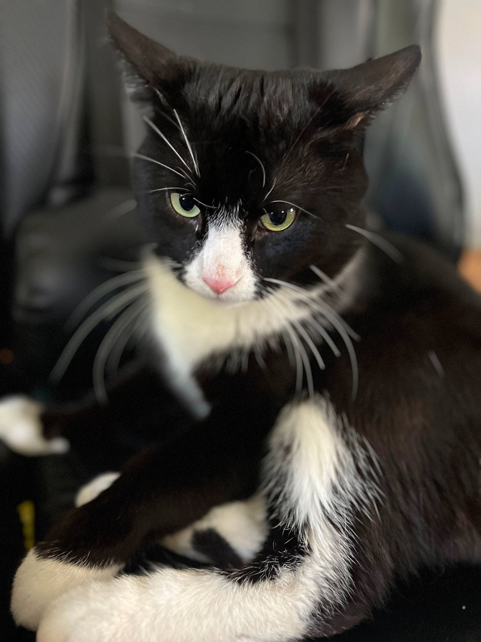 Benito is registered to the contest to win money with this photo: black_cat, carnivore, cat, claw, domestic_short_haired_cat, felidae, fur, monochrome, monochrome_photography, paw, sitting, small_to_medium_sized_cats, snout, tail, terrestrial_animal, whiskers