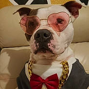 Tarkan a rejoint le concours — aidez-le/la à gagner de superbes lots ! dog, sunglasses, heart_shaped_glasses, gold_chain, bow_tie, red_bow, pet, cute, fashion, accessories, portrait, indoor, couch, furniture, white_dog, brown_spots, canine, animal, costume, stylish