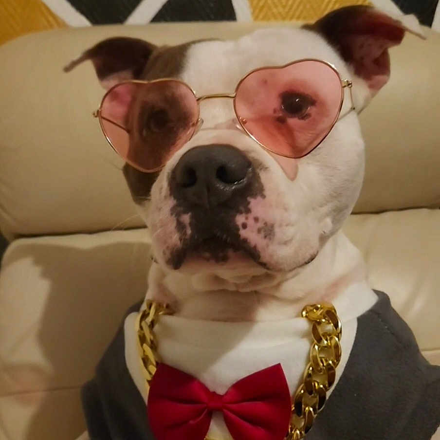 Tarkan a rejoint le concours — aidez-le/la à gagner de superbes lots ! dog, sunglasses, heart_shaped_glasses, gold_chain, bow_tie, red_bow, pet, cute, fashion, accessories, portrait, indoor, couch, furniture, white_dog, brown_spots, canine, animal, costume, stylish