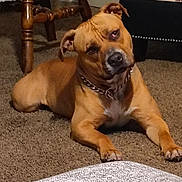 Fatboy joined the competition — help win amazing prizes! dog, brown_dog, pet, indoor, carpet, furniture, chair, plaid, curious, collar, canine, animal, head_tilt, resting, domestic, floor, legs, home, household, companion