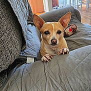 Billie is registered to the contest to win money with this photo: dog, small_dog, ears, nails, blanket, gray_blanket, couch, plush_toy, toy, indoor, home, wooden_floor, furniture, curious, pet, animal, cozy, living_room, face, looking