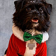 Sid joined the competition — help win amazing prizes! adorable, animal, black_dog, celebration, christmas_costume, close_up, costume, cute, dog, festive, fur, green_bow_tie, holiday, indoor, pet, portrait, santa_outfit, smiling, snowflakes, winter