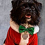 adorable, animal, black_dog, celebration, christmas_costume, close_up, costume, cute, dog, festive, fur, green_bow_tie, holiday, indoor, pet, portrait, santa_outfit, smiling, snowflakes, winter