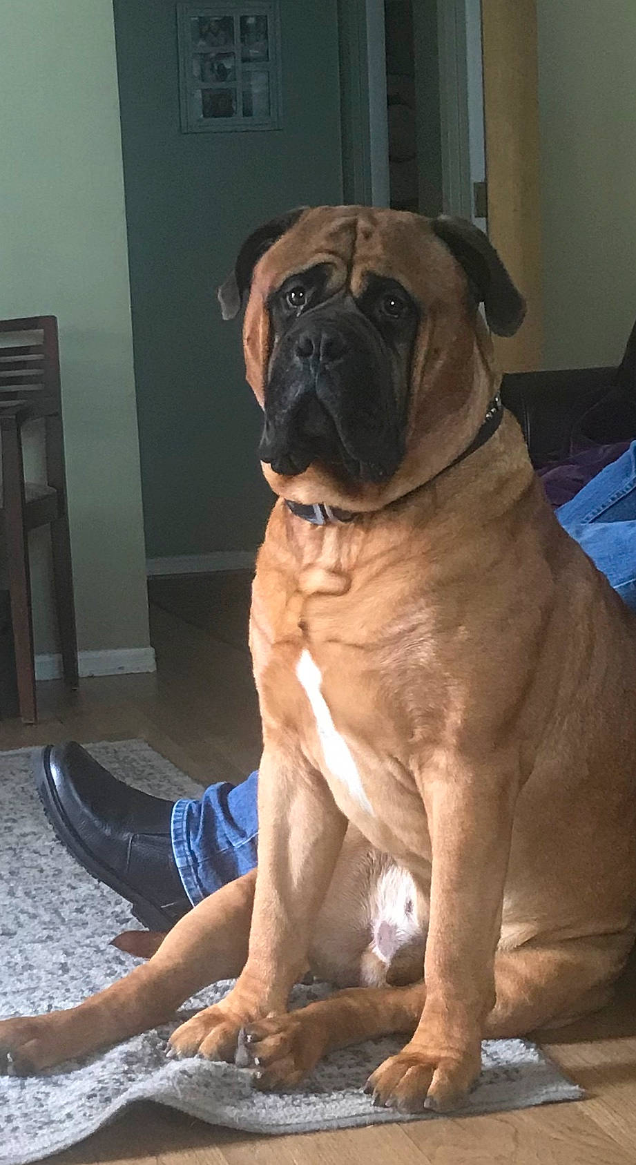 Magnus is registered to the contest to win money with this photo: american_mastiff, ancient_dog_breeds, boerboel, bullmastiff, canidae, carnivore, companion_dog, dog, dog_breed, english_mastiff, fawn, korean_mastiff, mammal, molosser, non_sporting_group, ori_pei, perro_de_presa_mallorquin, pug, snout, vertebrate